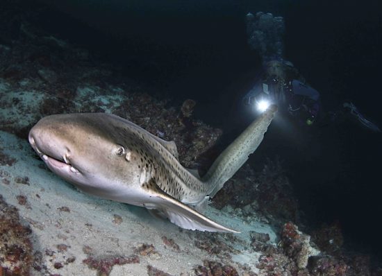 Leopard shark blog