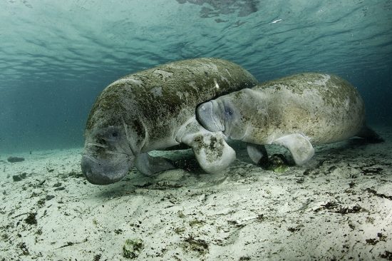 Calf Manatee sucking milk from mother,  Florida manatee, Trichechus manatus latirostris, a subspecies of the West Indian manatee, Vulnerable (IUCN), Crystal River, Florida, Unites States