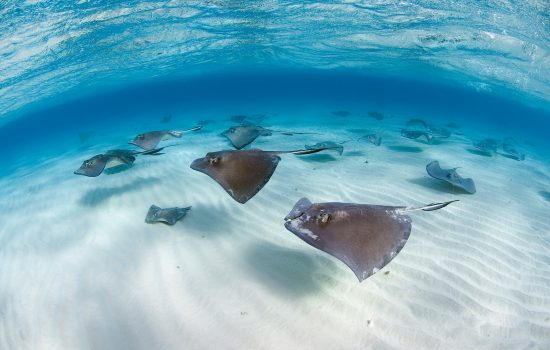 Southern stingrays (Dasyatis americana) swimming in a school over sand ripples, Grand Cayman, Cayman Islands. British West Indies.