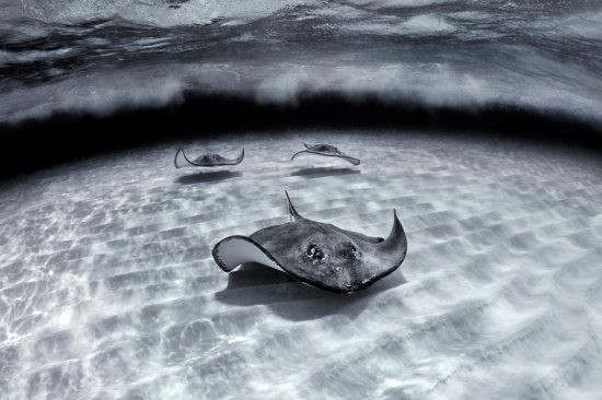 Three southern stingrays (Dasyatis americana) Under Waves. Stingray City, Grand Cayman, Cayman Islands, British West Indies. Caribbean Sea. Stingray City is a feeding site for stingrays but bait was not used for this shot.