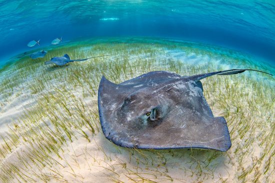A large female, and two smaller male southern stingrays (Dasyatis americana) forage over seagrass in shallow water, accompanied by bar jacks (Caranx ruber). The Sandbar, Grand Cayman, Cayman Islands. British West Indies. Caribbean Sea.