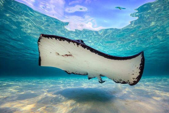 A large female southern stingray (Dasyatis americana) swims over a shallow sand bank. Stingray City Sandbar, Grand Cayman, Cayman Islands, British West Indies. Caribbean Sea.