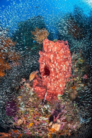 Schools of baitfish (including cardinalfish: Apogon spp., silversides: Atherinidae) mass on a coral reef, with giant barrel sponge (Xestospongia sp.) and predatory coral grouper (Cephalopholis miniata). Misool, Raja Ampat, West Papua, Indonesia. Ceram Sea. Tropical West Pacific Ocean.