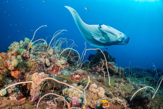 A huge female reef manta (Mobula alfredi) swims close to a coral reef, while cleaner wrasse (bluestreak cleaner wrasse: Labroides dimidiatus), tiny by comparison, pick parasites from her lips. Misool, Raja Ampat, West Papua, Indonesia. Ceram Sea. Tropical West Pacific Ocean.