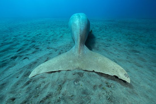 Dugong (Dugong dugon) rear view showing the distinctive mammalian tail. Marsa Alam, Egypt. Red Sea