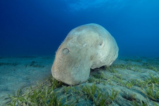 Dugong (Dugong dugon) resting on the bottom after feeding on seagrass meadow (Halophila stipulacea). Marsa Alam, Egypt. Red Sea