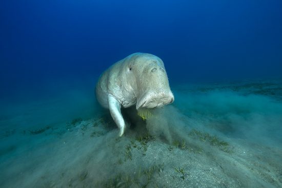 Dugong (Dugong dugon) feeding on a seagrass meadow (Halophila stipulacea), accompanied by a young Golden trevally (Gnathanodon speciosus). Marsa Alam, Egypt. Red Sea