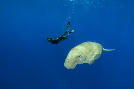 Freediver swimming with Dugong (Dugong dugon). Marsa Alam, Egypt. Red Sea
