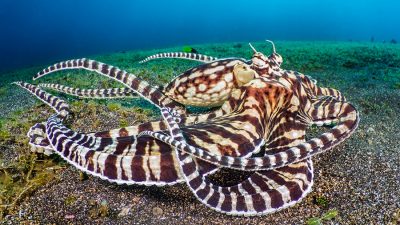 A mimic octopus (Thaumoctopus mimicus) moves over a sandy seabed, the typical habitat of this species. Bitung, North Sulawesi, Indonesia. Lembeh Strait, Molucca Sea.
