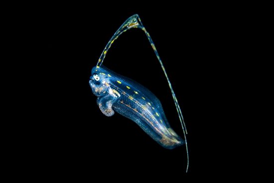 A planktonic larval stage of an unidentified tonguefish (Cynoglossidae) drifts as part of the plankton. Photographed in open water, at night. Bitung, North Sulawesi, Indonesia. Lembeh Strait, Molucca Sea