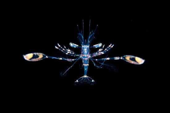 A larval stage cleaner shrimp (Lysmata sp.) drifts in open water as part of the plankton, before it will settle on the seabed as an adult. Bitung, North Sulawesi, Indonesia. Lembeh Strait, Molucca Sea