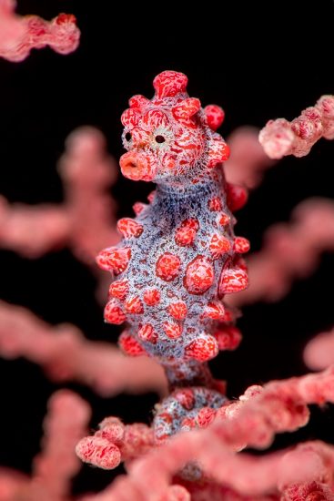 A portrait of a pygmy seahorse (Hippocampus bargibanti) on a sea fan (Muricella sp.) on a coral reef. Bitung, North Sulawesi, Indonesia. Lembeh Strait, Molucca Sea