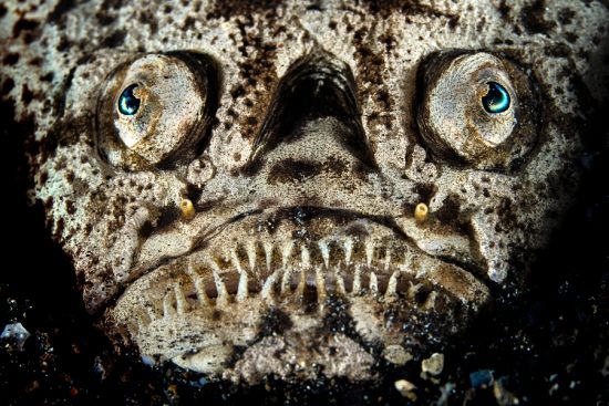 The face of a whitemargin stargazer (Uranoscopus sulphureus) as it lies mostly burried in the sand waiting to ambush prey. Bitung, North Sulawesi, Indonesia. Lembeh Strait, Molucca Sea