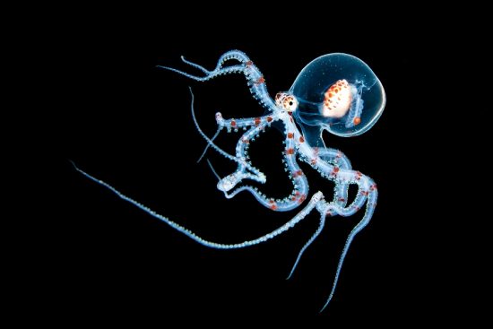 A larval wonderpus (wunderpus octopus: Wunderpus photogenicus) drifts as part of the plankton before settling on the seabed as an adult. Photographed in open water, at night. Bitung, North Sulawesi, Indonesia. Lembeh Strait, Molucca Sea