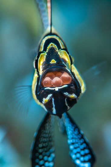 A male banggai cardinalfish (Pterapogon kaudemi) with freshly deposited eggs brooding in his mouth, on a coral reef. Bitung, North Sulawesi, Indonesia. Lembeh Strait, Molucca Sea