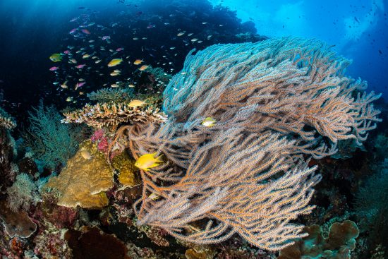 Tubbataha Atolls, Puerto Princessa, Palawan, Philippines. Sulu Sea.