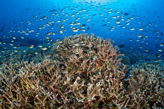 Tubbataha Atolls, Puerto Princessa, Palawan, Philippines. Sulu Sea.