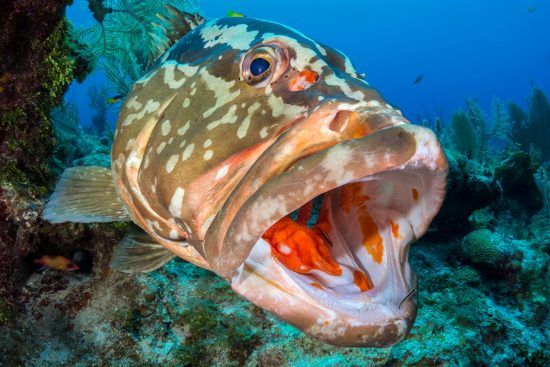 A Nassau grouper (Epinephelus striatus) is cleaned by cleaning gobies (Gobiosoma genie) and juvenile spanish hogfish (Bodianus rufus) on a coral reef. Bloody Bay Wall, Little Cayman, Cayman Islands, British West Indies. Caribbean Sea.