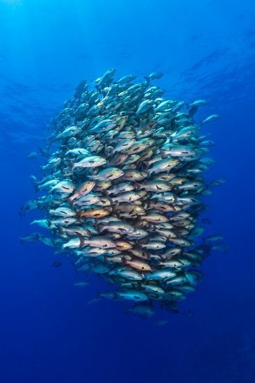 A school of Bohar snappers (Lutjanus bohar) form a tight school in open water close to a coral reef. These fish are usually solitary and aggregate each summer in the Red Sea to spawn. Each of these fish is 50-80cm long and can live over 75 years. Ras Mohammed, Sinai, Egypt. Red Sea.