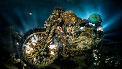An abudjubbe wrasse (Cheilinus abudjubbe) swims past a World War II BSA M20 motorbike (which is backlit) on the SS Thistlegorm Wreck. Sha'ab Ali, Sinai, Egypt. Gulf of Suez, Red Sea.