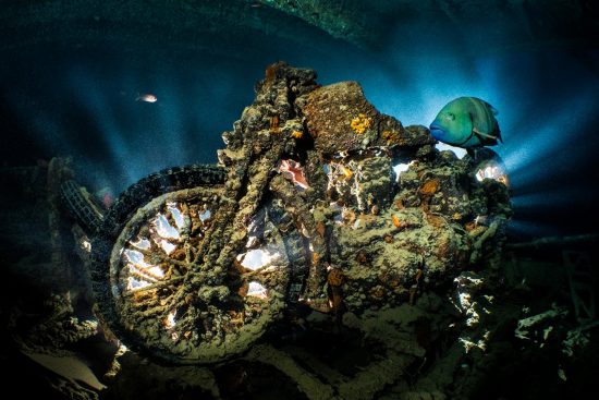 An abudjubbe wrasse (Cheilinus abudjubbe) swims past a World War II BSA M20 motorbike (which is backlit) on the SS Thistlegorm Wreck. Sha'ab Ali, Sinai, Egypt. Gulf of Suez, Red Sea.