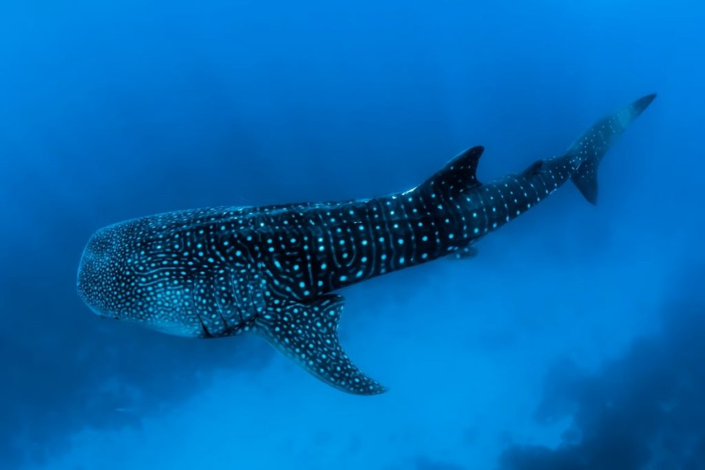 Species in Focus: Whale Shark Wonders