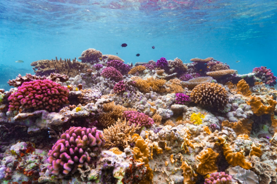 7_A flourishing reef system on Sethric’s bungalow steps_Marla Tomorug