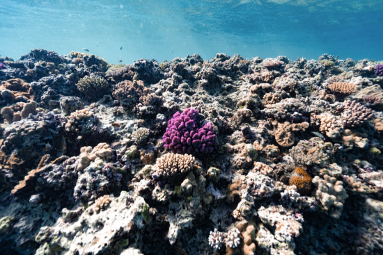 Changing coral reef_photo credit Marla Tomorug