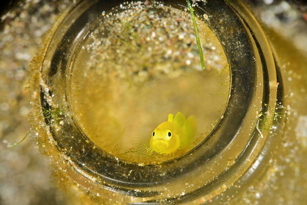 Gobies – Small, cute and sneaky • Mares - Scuba Diving Blog