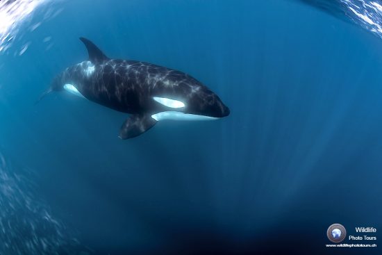 Orcas / killer whales (Orcinus orca) swimming in open water. Baja California, Sea of Cortez (Gulf of California), Mexico, Pacific Ocean.