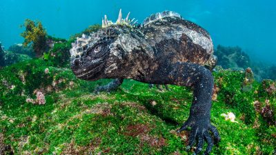 A marine iguana (Amblyrhynchus cristatus). Cape Douglas, Fernandina Island, Galápagos National Park, Galapagos Islands, Ecuador. East Pacific Ocean.