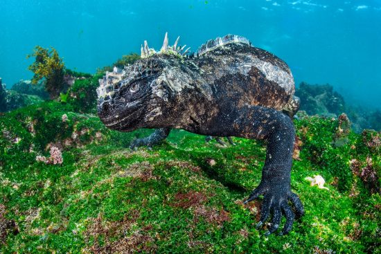 A marine iguana (Amblyrhynchus cristatus). Cape Douglas, Fernandina Island, Galápagos National Park, Galapagos Islands, Ecuador. East Pacific Ocean.