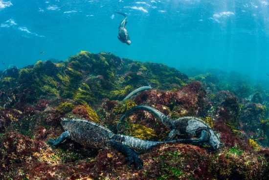 A group of marine iguanas (Amblyrhynchus cristatus) feeding on the seabed. Cape Douglas, Fernandina Island, Galápagos National Park, Galapagos Islands, Ecuador. East Pacific Ocean.