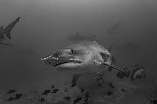 Encountering a tiger shark in Fiji. Photo Credit Marla Tomorug
