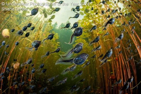 Western toad (Anaxyrus boreas) tadpoles among lily pads in a lake on Vancouver Island, British Columbia, Canada.