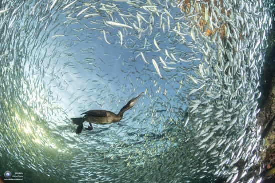 Brandt's cormorant (Phalacrocorax penicillatus), feeding on a bait ball of sardines, Los Islotes, Espiritu Santo Island, La Paz Sea of Cortez, Baja California, Mexico, East Pacific Ocean