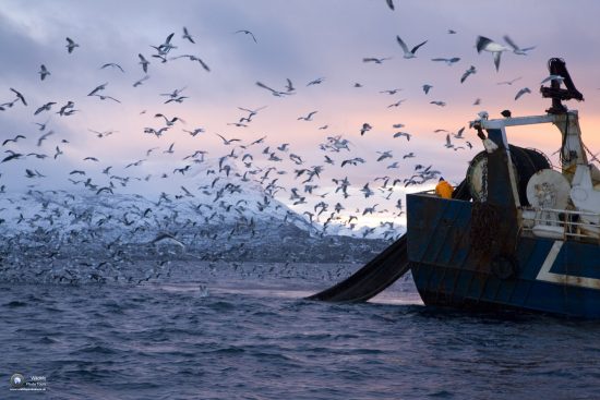 fisherman boat pulling out the fishing nets and sea gulls, Vestfjord, Ofotfjord, and Tysfjord, Lofoten Islands, Norway, Atlantic Ocean