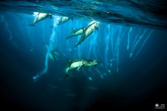 long-beaked common dolphins, Delphinus capensis, Cape Gannets, Morus capensis, and shadows of sharks below, race toward a shoal of sardines, Wild Coast, Transkei, South Africa, Indian Ocean