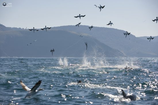 Cape Gannet, Morus capensis diving from the sky, race toward sardines, Wild Coast, Transkei, South Africa, Indian Ocean