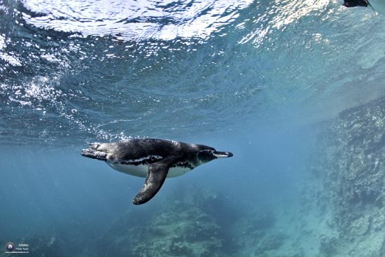 Galapagos Penguin, Spheniscus mendiculus, Endangered (IUCN), Bartholom Island, Galapagos Islands, UNESCO Natural World Heritage Site, Ecuador, East Pacific Ocean