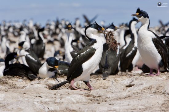 imperial Shag, Phalacrocorax atriceps or Blue-eyed Cormorant working for the nest, on Cormorant Island, Puerto Deseado, Santa Cruz, Patagonia, Argentina