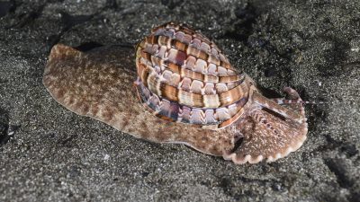 Harpa Snail-Photo by Janez Kranjc (1) copia