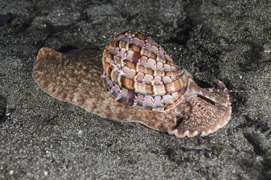 Harpa Snail-Photo by Janez Kranjc (1) copia