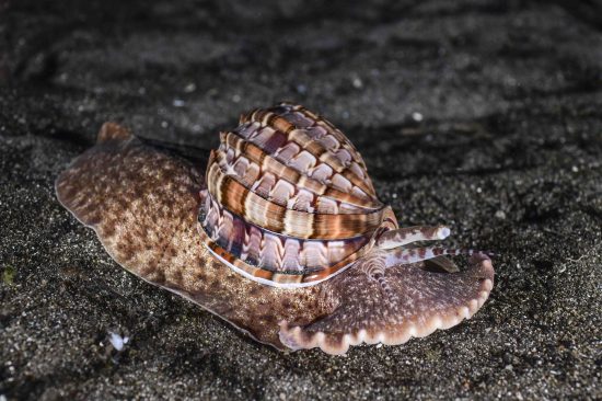 Harpa Snail-Photo by Janez Kranjc (2) copia